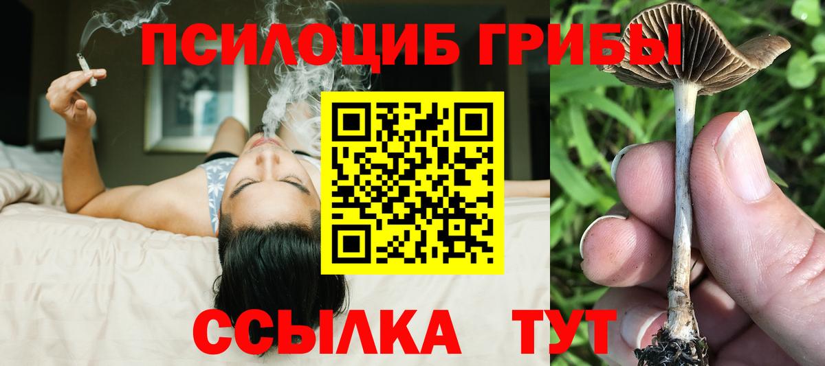 Псилоцибиновые грибы Cubensis Новокубанск